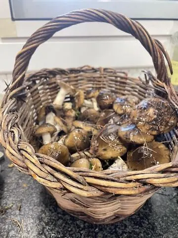 Cal Palaci Caserras